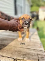Blue Collar male , a male Cane Corso for sale in Ruther Glen, VA – 6 of 8