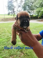 Black collar male , a male Cane Corso for sale in Ruther Glen, VA – 4 of 7