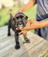 Green collar , a male Cane Corso for sale in Ruther Glen, VA – 1 of 8
