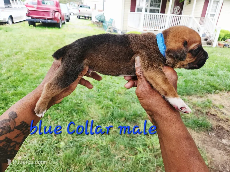 Blue Collar male  – Cane Corso puppy for sale in Ruther Glen, VA