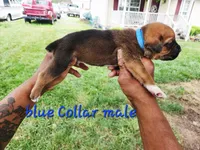 Blue Collar male , a male Cane Corso for sale in Ruther Glen, VA – 1 of 6