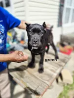 Green collar , a female Cane Corso for sale in Ruther Glen, VA – Photo 4 of 5