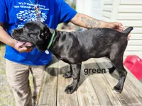 Green collar , a female Cane Corso for sale in Ruther Glen, VA – Photo 5 of 5