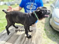 Green collar , a female Cane Corso for sale in Ruther Glen, VA – Photo 3 of 5