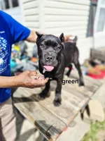 Green collar , a female Cane Corso for sale in Ruther Glen, VA – Photo 1 of 5
