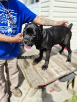 Green collar , a female Cane Corso for sale in Ruther Glen, VA – Photo 2 of 5