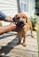 Orange , a female Rottweiler and Cane Corso for sale in Ruther Glen, VA – 8 of 9