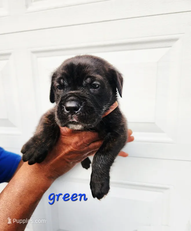 Green collar  – Cane Corso puppy for sale in Ruther Glen, VA