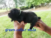 Green collar , a male Cane Corso for sale in Ruther Glen, VA – 6 of 6
