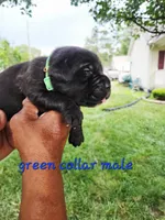 Green collar , a male Cane Corso for sale in Ruther Glen, VA – 1 of 6