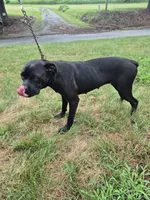Yellow, a female Cane Corso for sale in Ruther Glen, VA – 2 of 5