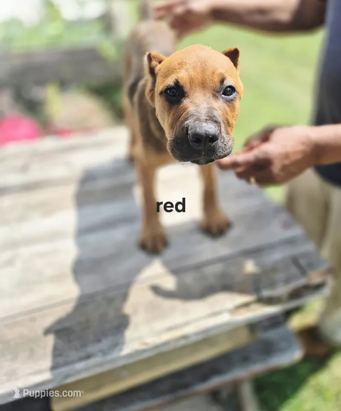 Red collar – Cane Corso puppy for sale in Ruther Glen, VA