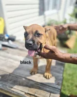 Black collar male , a male Cane Corso for sale in Ruther Glen, VA – 9 of 9