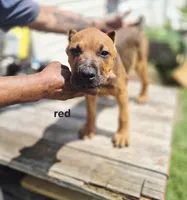 Red collar, a male Cane Corso for sale in Ruther Glen, VA – 2 of 8