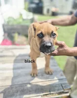 Black collar male , a male Cane Corso for sale in Ruther Glen, VA – 8 of 9