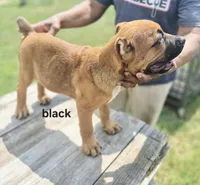 Black collar male , a male Cane Corso for sale in Ruther Glen, VA – 5 of 9