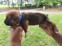 Blue Collar male , a male Cane Corso for sale in Ruther Glen, VA – 2 of 6