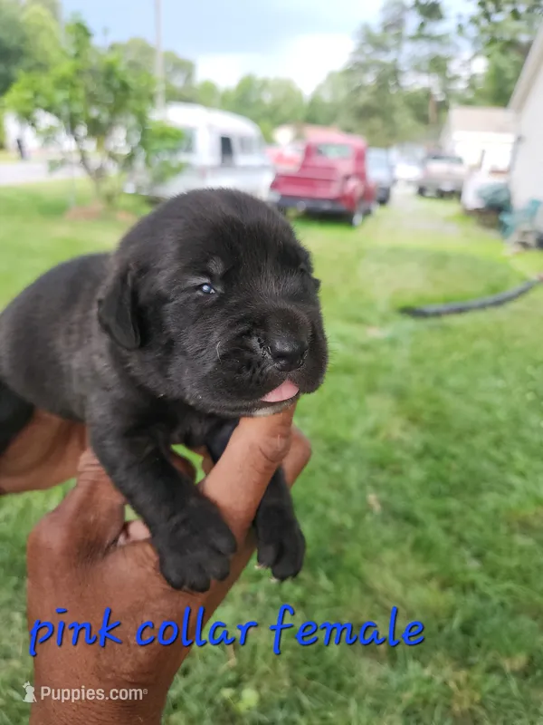 Pink collar  – Cane Corso puppy for sale in Ruther Glen, VA