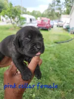 Pink collar , a female Cane Corso for sale in Ruther Glen, VA – 1 of 4