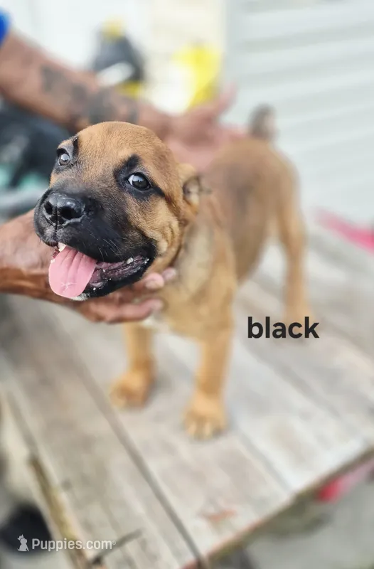 Black collar male  – Cane Corso puppy for sale in Ruther Glen, VA