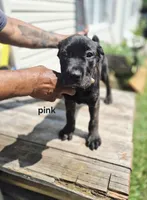 Pink collar , a female Cane Corso for sale in Ruther Glen, VA – 6 of 7