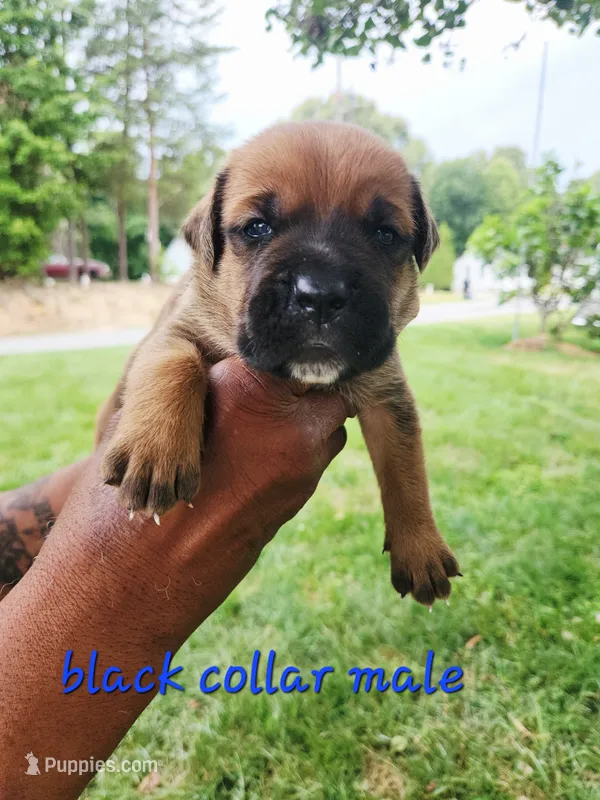 Black collar male  – Cane Corso puppy for sale in Ruther Glen, VA