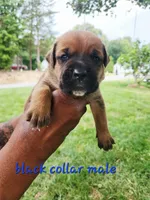 Black collar male , a male Cane Corso for sale in Ruther Glen, VA – 1 of 7