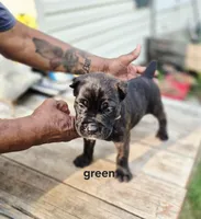 Green collar , a male Cane Corso for sale in Ruther Glen, VA – 8 of 8