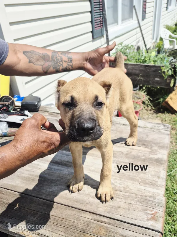 Yellow collar female  – Cane Corso puppy for sale in Ruther Glen, VA
