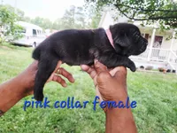 Pink collar , a female Cane Corso for sale in Ruther Glen, VA – 2 of 4