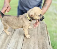 Yellow collar female , a female Cane Corso for sale in Ruther Glen, VA – 5 of 7