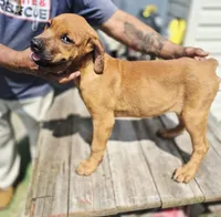 Orange , a female Rottweiler and Cane Corso for sale in Ruther Glen, VA – 7 of 9