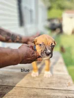 Blue Collar male , a male Cane Corso for sale in Ruther Glen, VA – 3 of 8