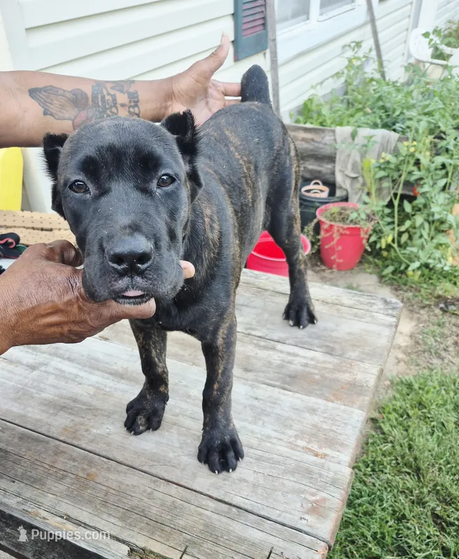 Pink collar  – Cane Corso puppy on hold in Ruther Glen, VA
