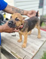 Red collar, a male Cane Corso for sale in Ruther Glen, VA – 2 of 4