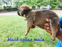 Black collar male , a male Cane Corso for sale in Ruther Glen, VA – 6 of 7
