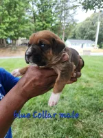 Blue Collar male , a male Cane Corso for sale in Ruther Glen, VA – 6 of 6