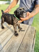 Green collar , a male Cane Corso for sale in Ruther Glen, VA – 5 of 8