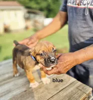 Blue Collar male , a male Cane Corso for sale in Ruther Glen, VA – 4 of 8