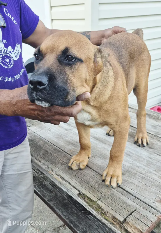 Black collar male  – Cane Corso puppy for sale in Ruther Glen, VA
