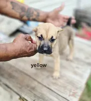 Yellow collar female , a female Cane Corso for sale in Ruther Glen, VA – 4 of 7