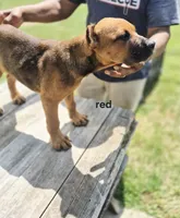 Red collar, a male Cane Corso for sale in Ruther Glen, VA – 3 of 8