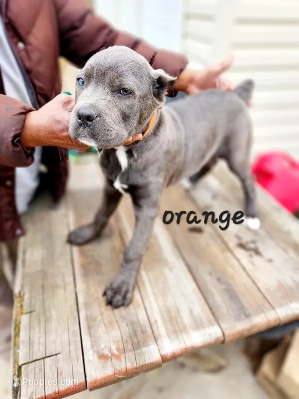 Orange collar