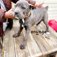 Orange collar, a male Cane Corso for sale in Ruther Glen, VA – Photo 1 of 7
