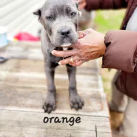 Orange collar, a male Cane Corso for sale in Ruther Glen, VA – Photo 5 of 7