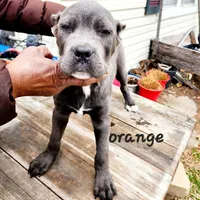 Orange collar, a male Cane Corso for sale in Ruther Glen, VA – Photo 4 of 7