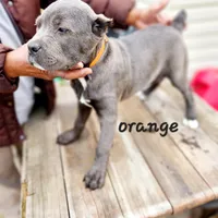 Orange collar, a male Cane Corso for sale in Ruther Glen, VA – Photo 3 of 7