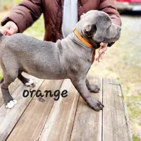 Orange collar, a male Cane Corso for sale in Ruther Glen, VA – Photo 6 of 7