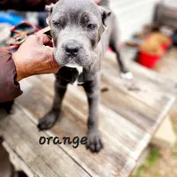 Orange collar, a male Cane Corso for sale in Ruther Glen, VA – Photo 2 of 7