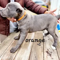 Orange collar, a male Cane Corso for sale in Ruther Glen, VA – Photo 7 of 7